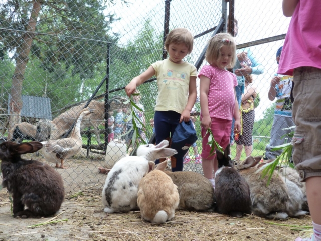 mini zoo króliki